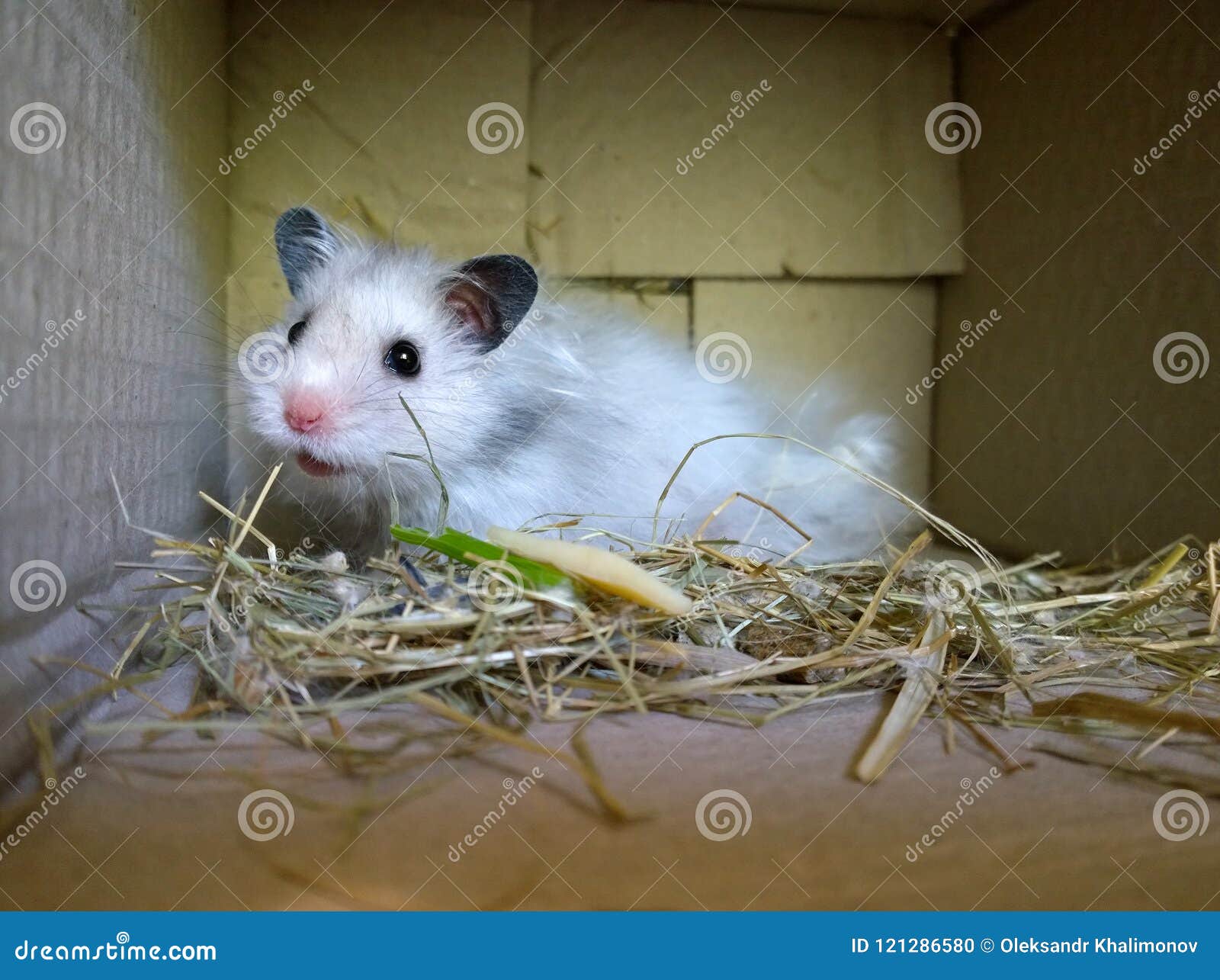 Featured image of post Imagem De Hamster Branco Mein hamster sucht ein neues zuhause