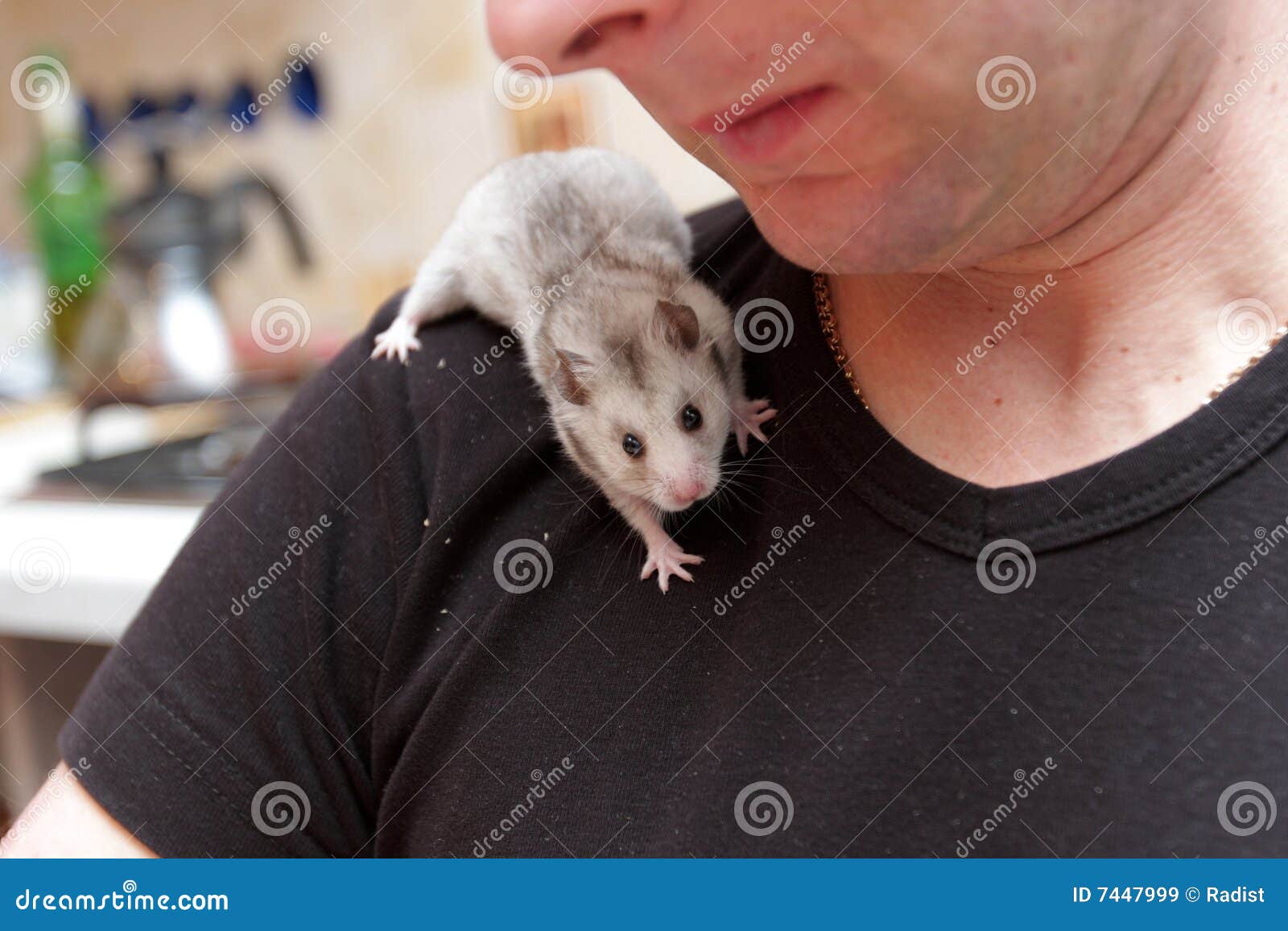 Hamster on shoulder stock image. Image of play, shirt 7447999