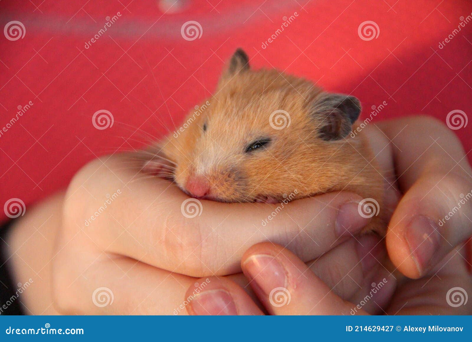 Hamster Sleeping in Girl`s Hands Stock Image Image of human, hand