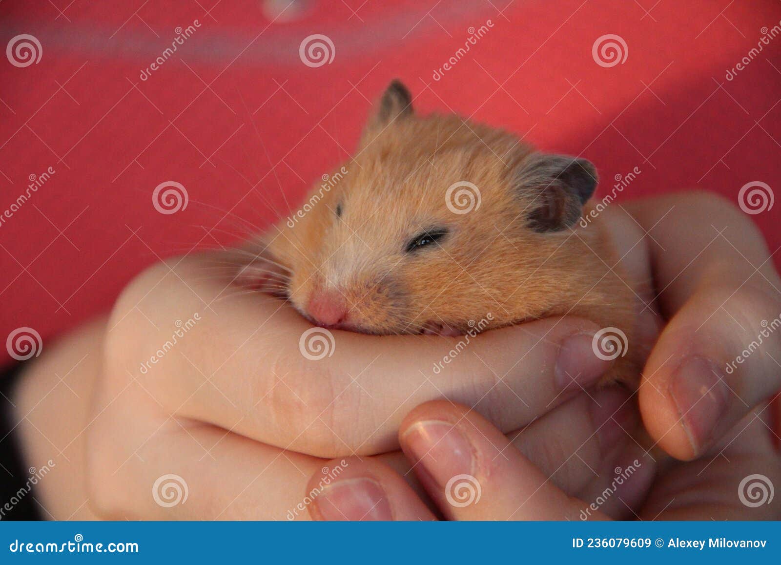 Hamster Sleeping in Girl`s Hands Stock Image Image of closeup, baby