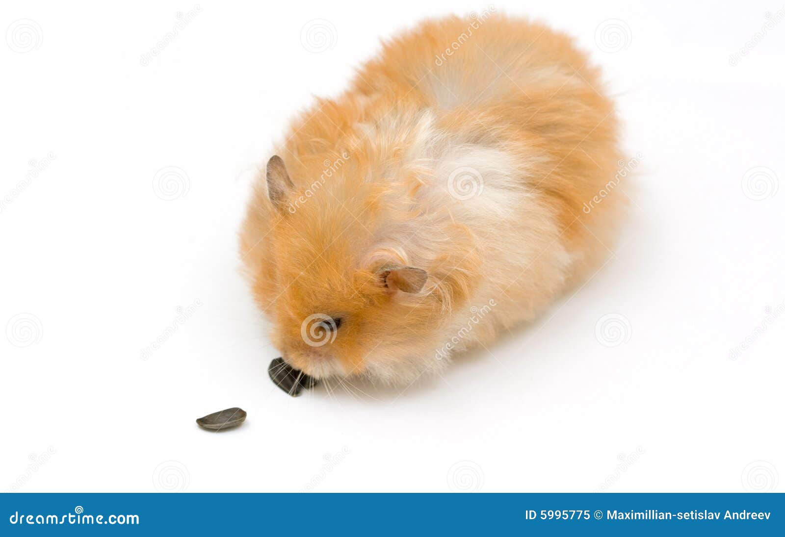 Hamster And Sunflower Picture. Image 5995775