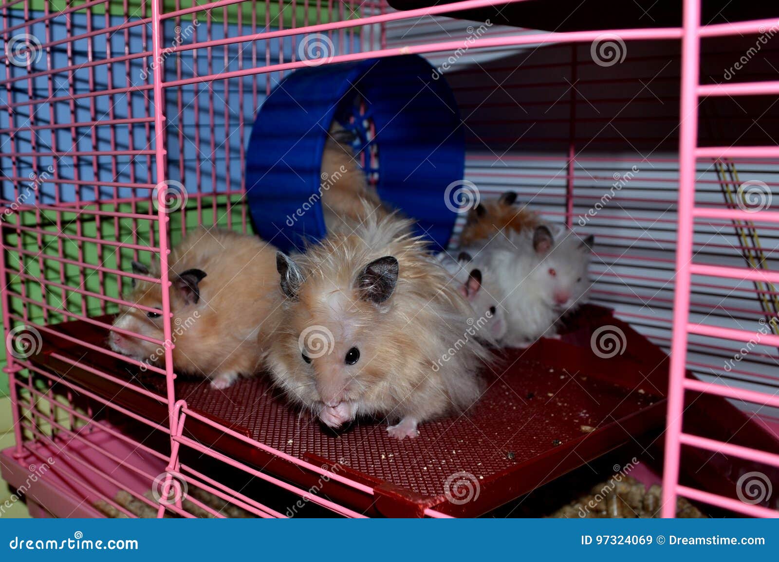 Hamster wants to be clean stock image. Image of nice 97324069