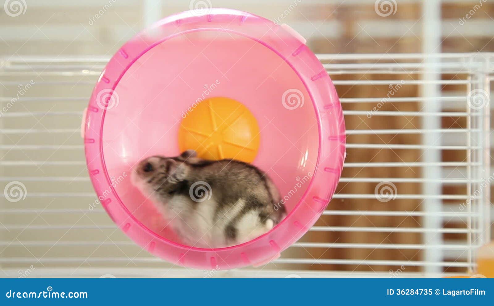 Hamster in a wheel stock video footage. Video of mice 36284735
