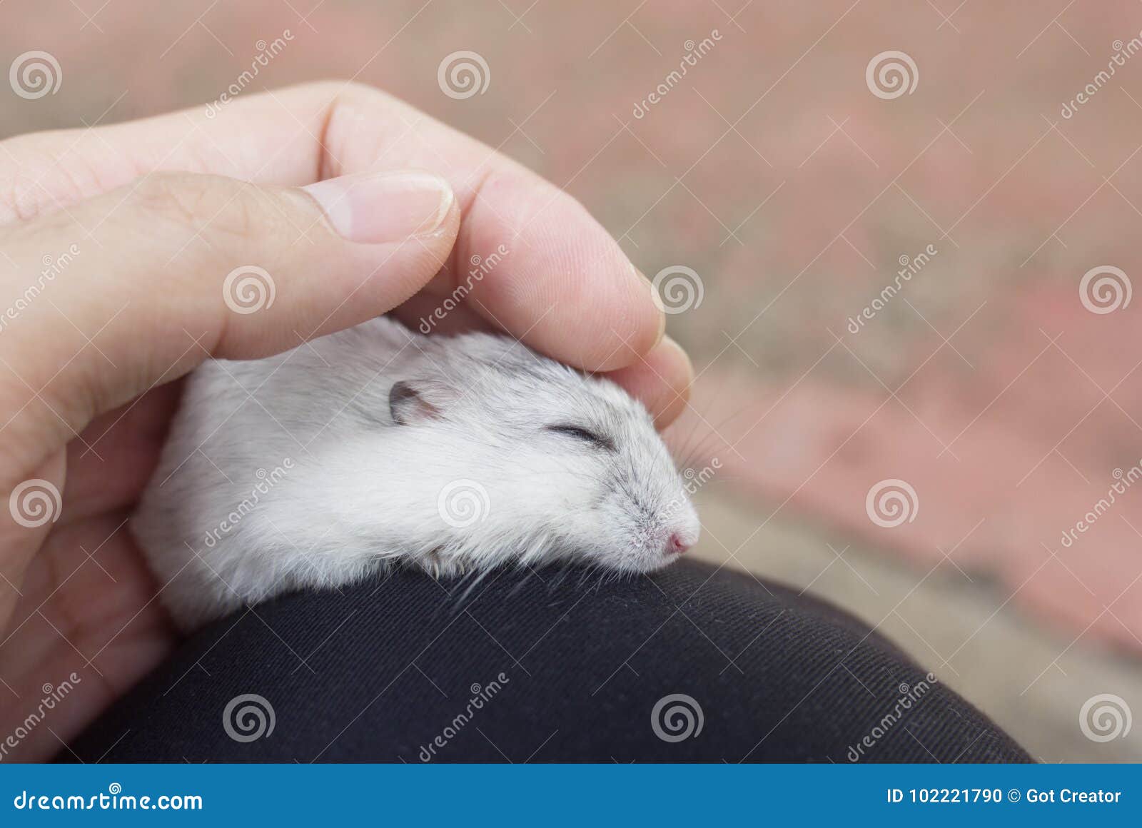 Hamster Winter White Sleeping. Stock Photo Image of brown, little