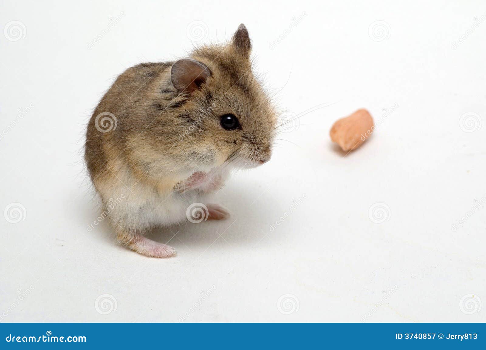 hamster eating peanut