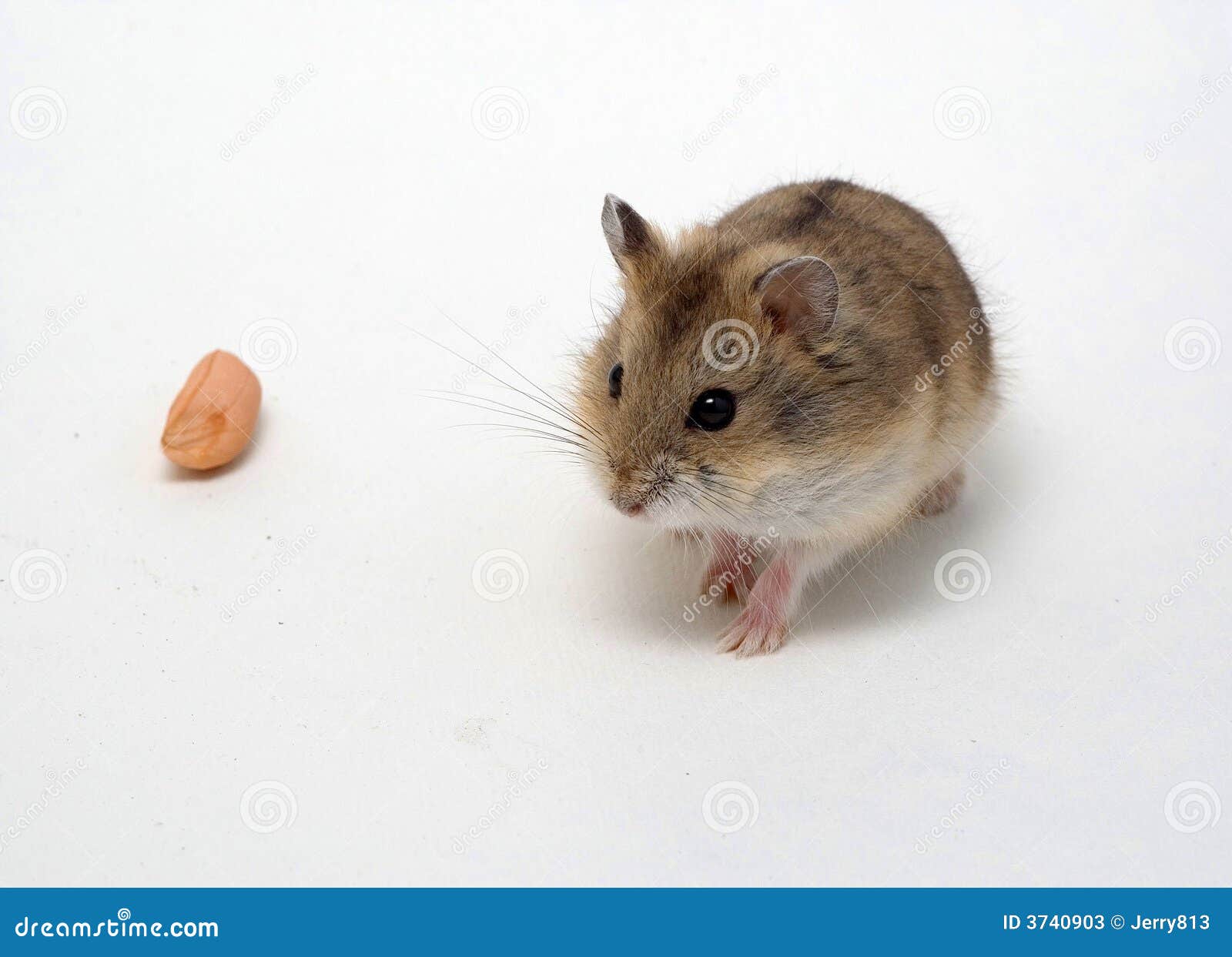 The hamsters eat peanuts stock image. Image of pets, hamster 3740903
