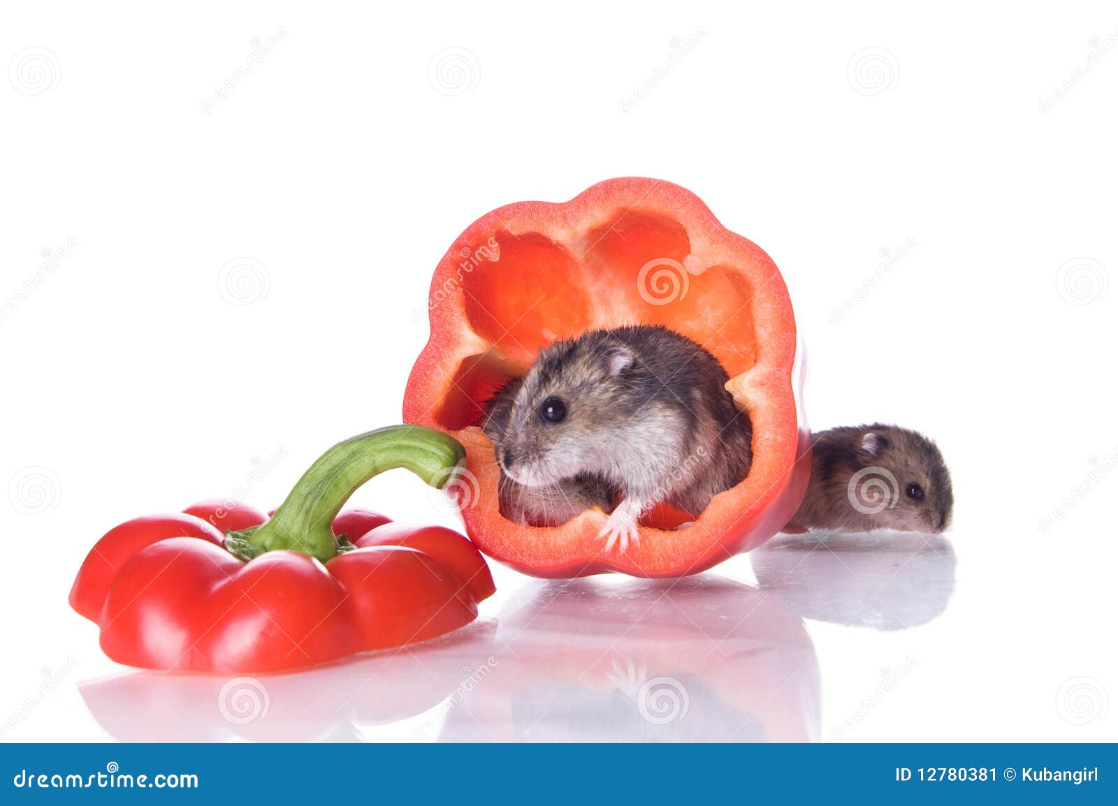Hamsters and read pepper stock image. Image of supply 12780381