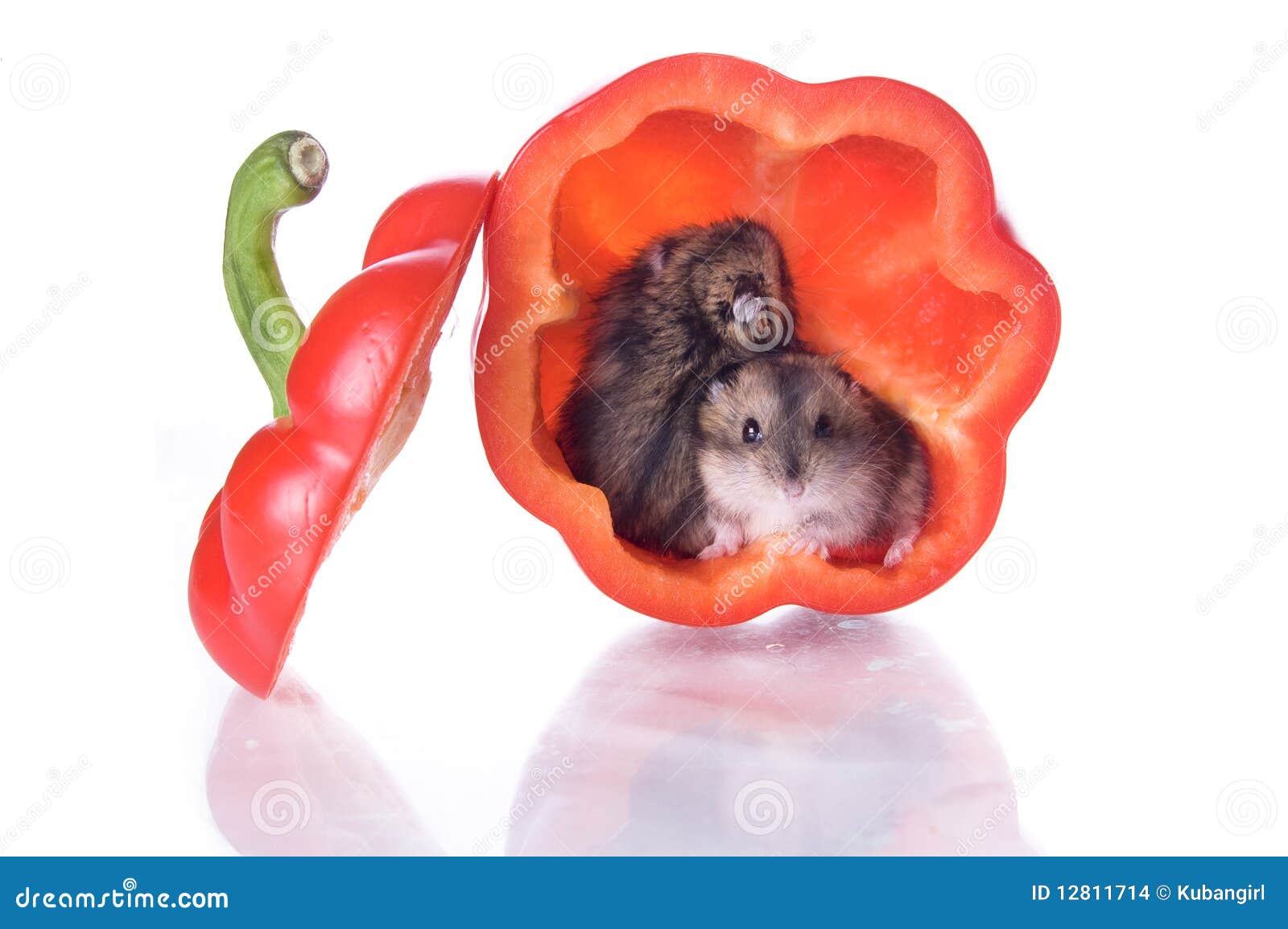 Hamsters and read pepper stock photo. Image of baby, paprika 12811714