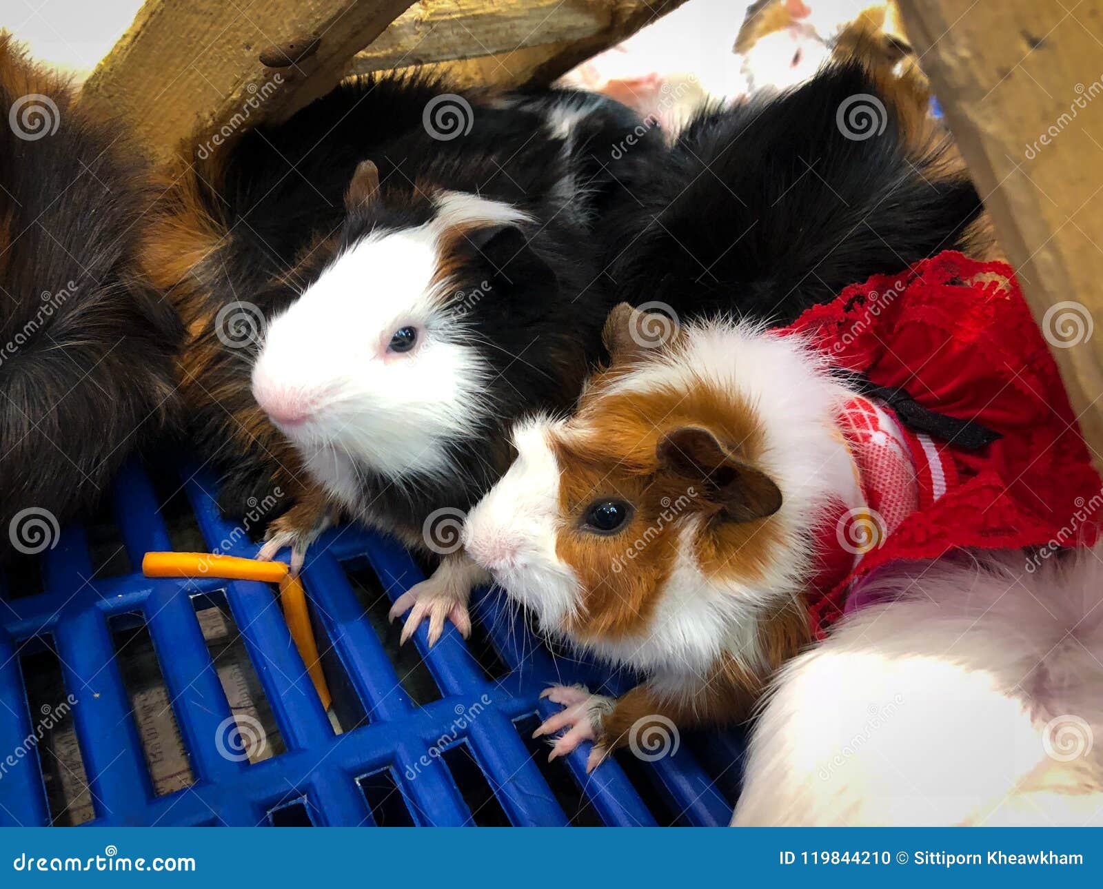 Hamsters Teddy Bear Hamster Stock Photo - Image of brown, life: 119844210