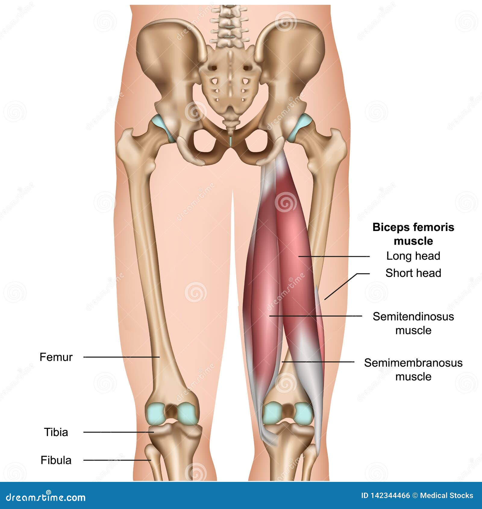 hamstring muscle anatomy 3d medical   on white background