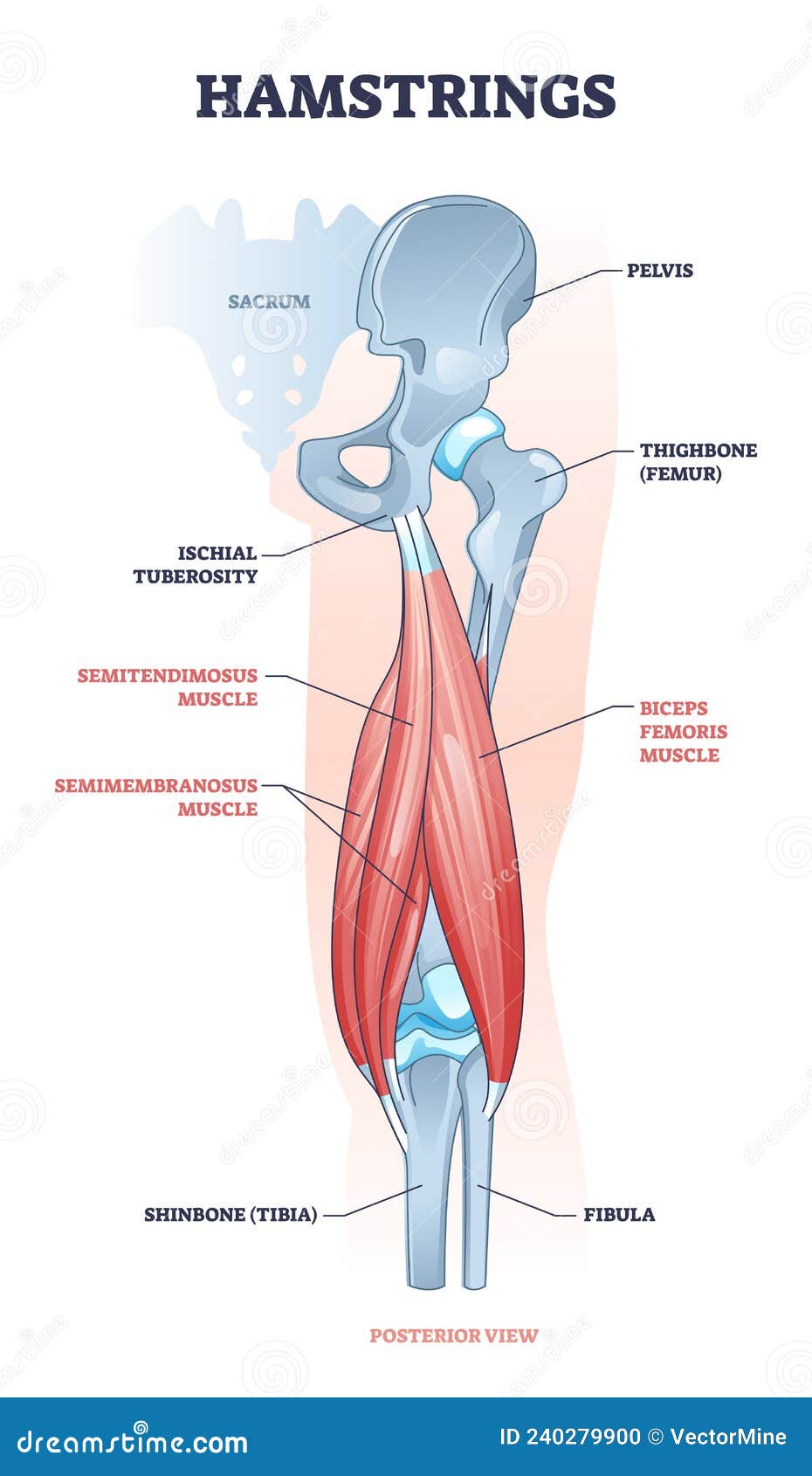 hamstring posterior muscle anatomy with bones and ligaments outline diagram