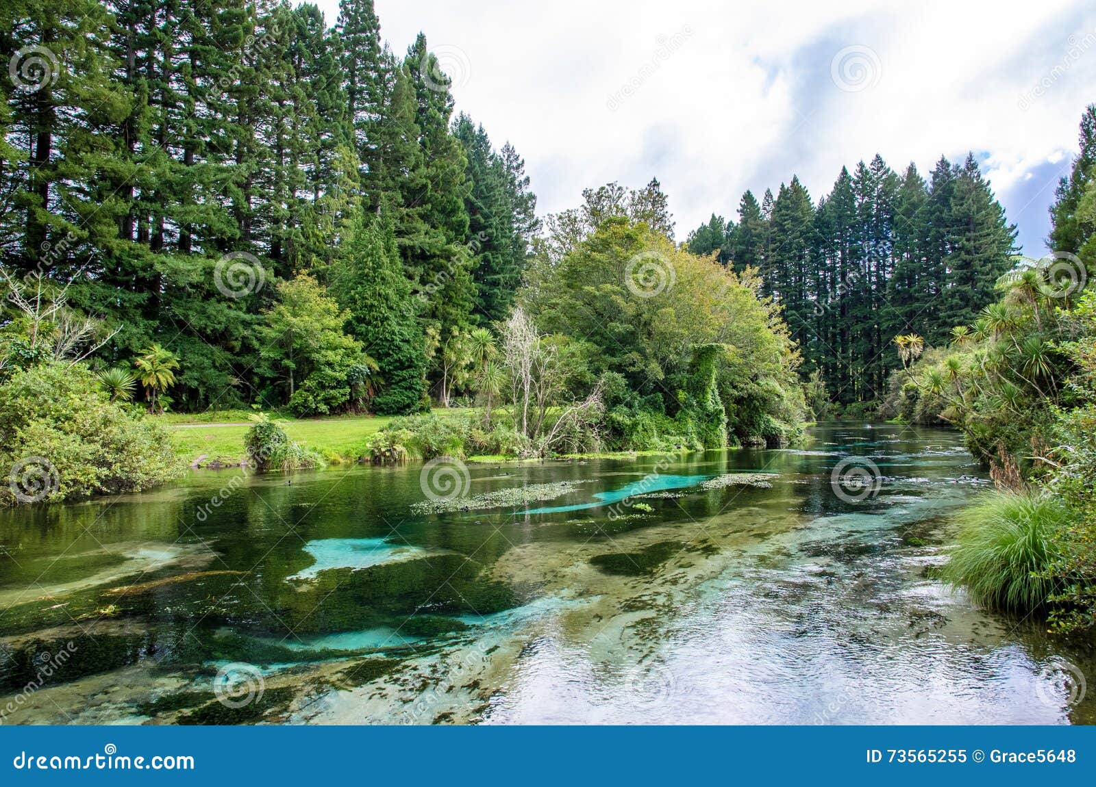 Hamurana Spring in Rotorua, New Zealand. Image - of outdoor,