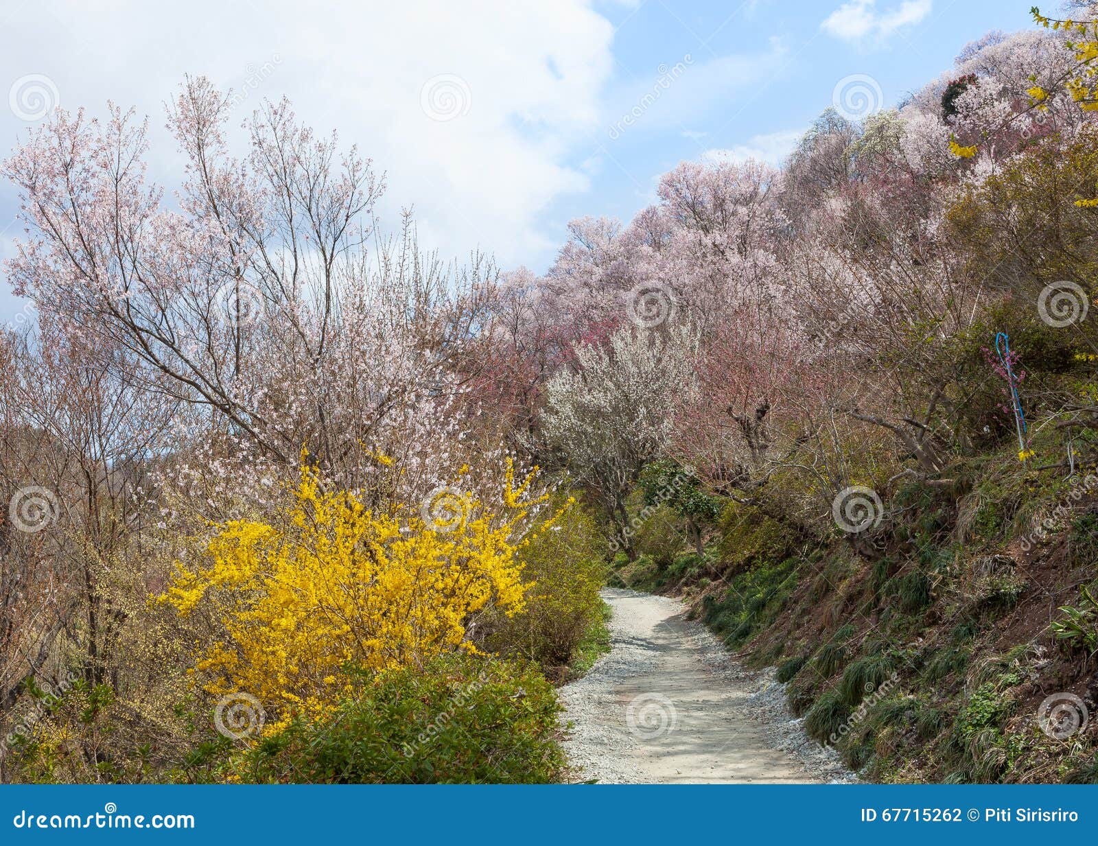 hanamiyama (mountain of flowers) park, fukushima, japan.