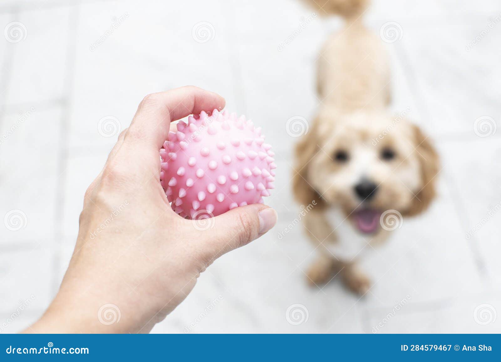 hand with a ball offering a dog to play. playing with your dog