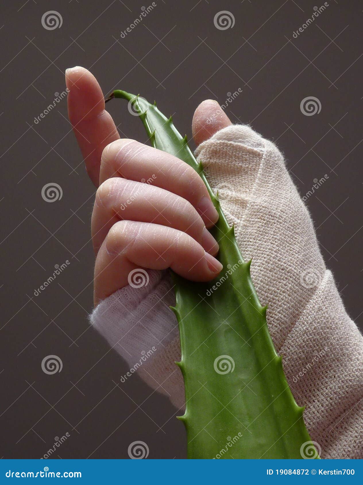 Hand with Bandage Holding Aloe Vera Leaf Stock Photo Image of risk