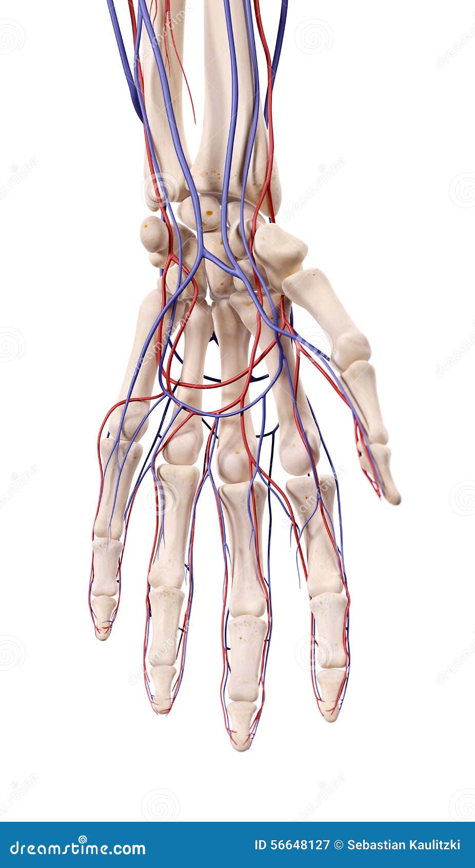 The hand blood vessels stock illustration. Illustration of human - 56648127