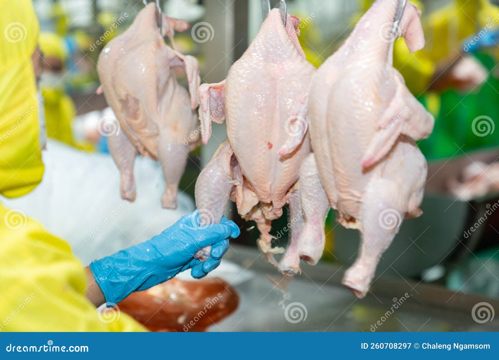 https://thumbs.dreamstime.com/z/hand-blue-gloves-pull-chicken-leg-conveyor-jack-modern-poultry-plant-hand-blue-gloves-pull-chicken-leg-conveyor-260708297.jpg