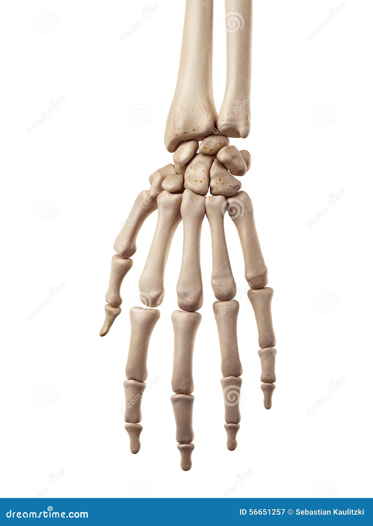 the hand bones