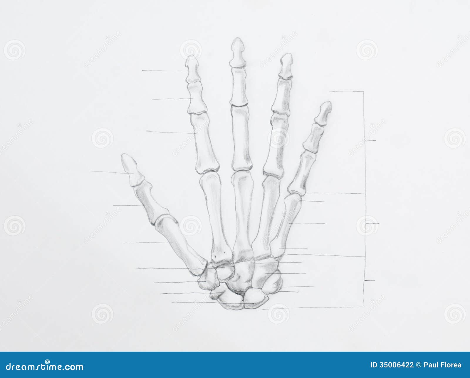 hand bones pencil drawing