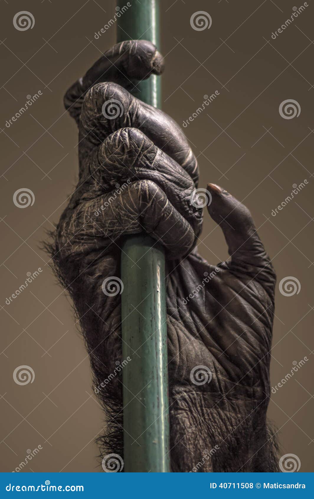 chimpanzee hand reaching out for human chimpanzee hand reaching out for human