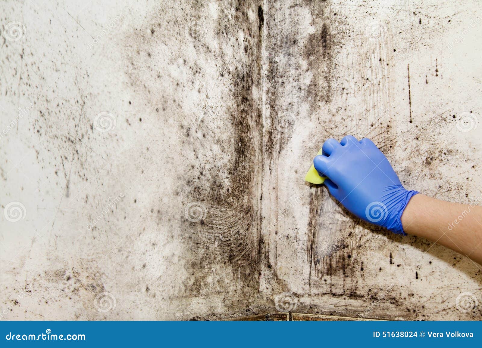 Hand Cleans Mold in the House Stock Photo Image of mold, interior