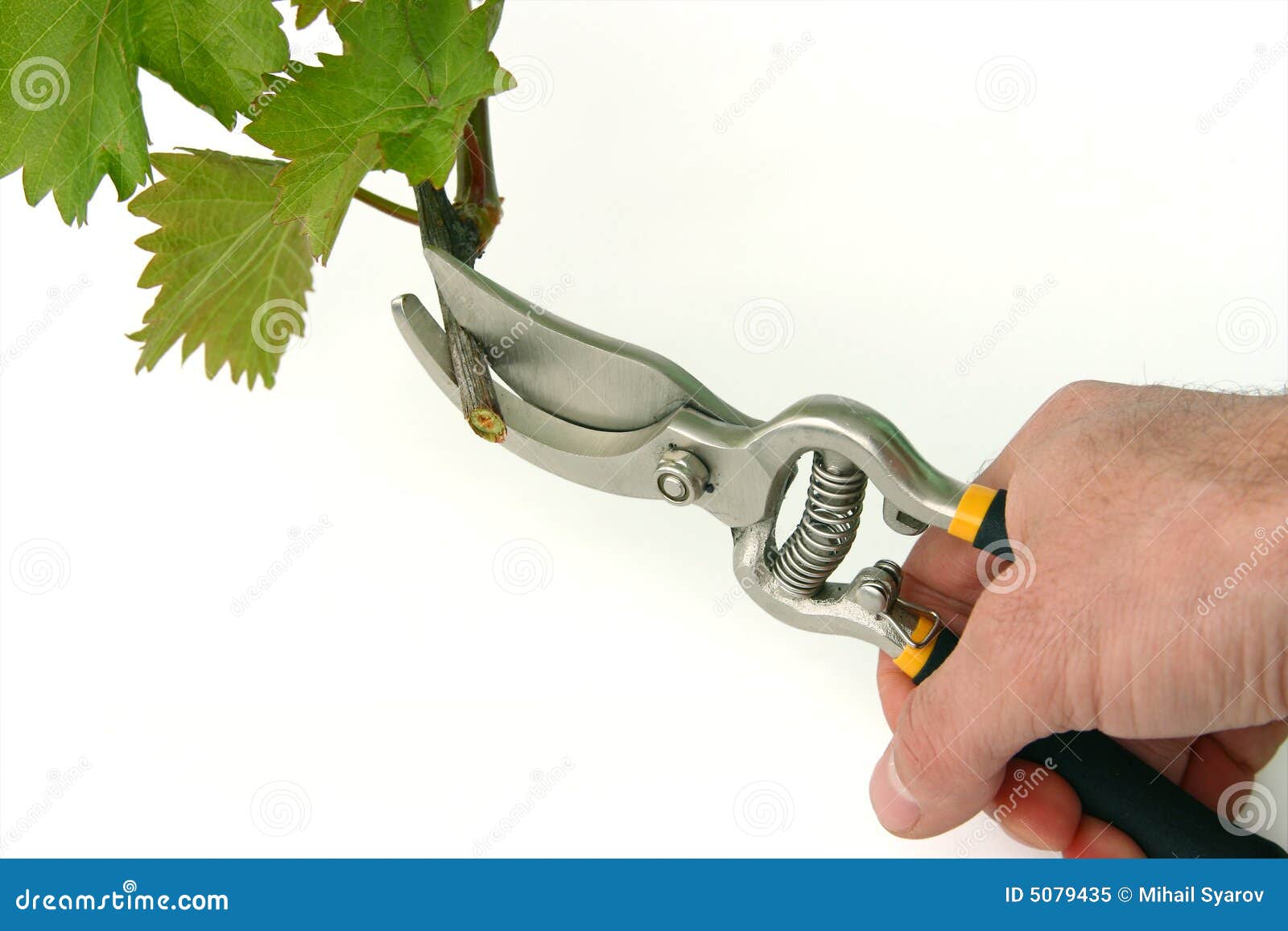 Hand with Clippers and Vine Cutting Stock Image Image of gardening