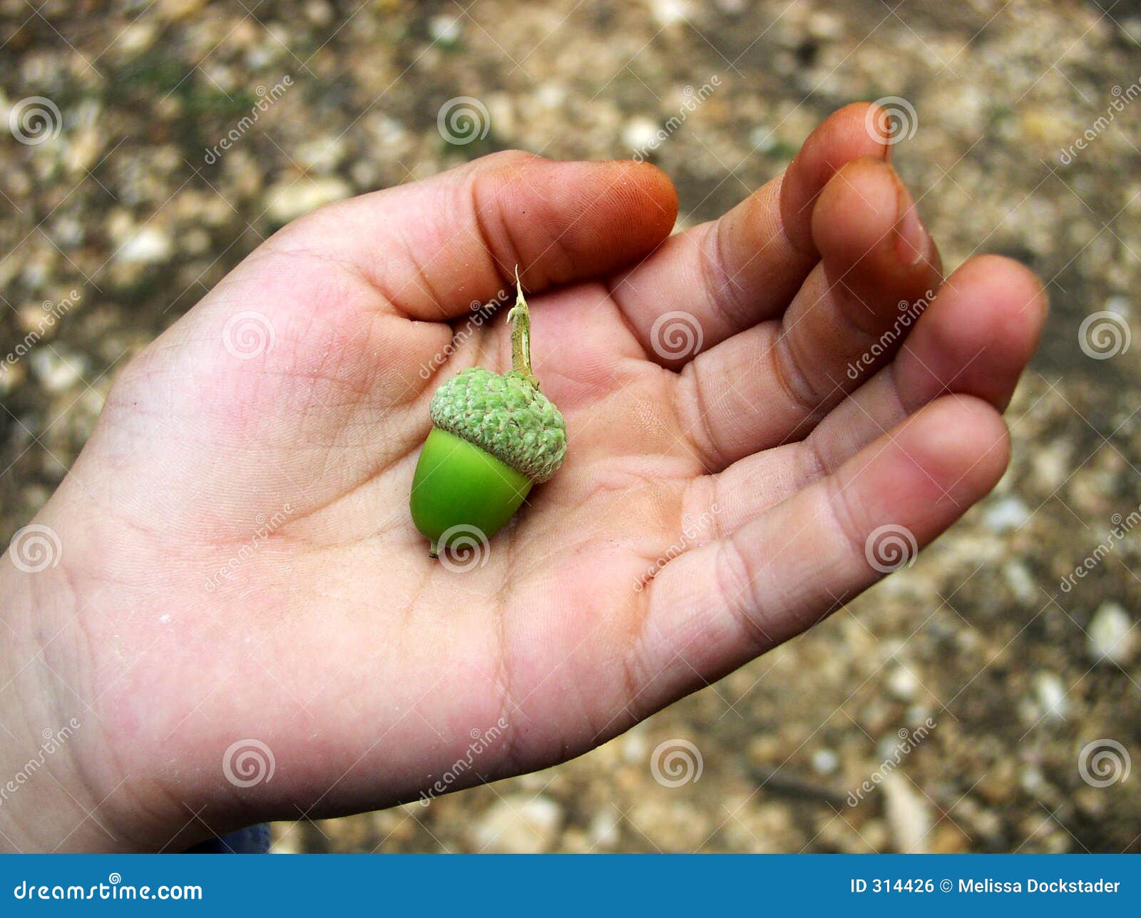 How do i plant an acorn seed Idea