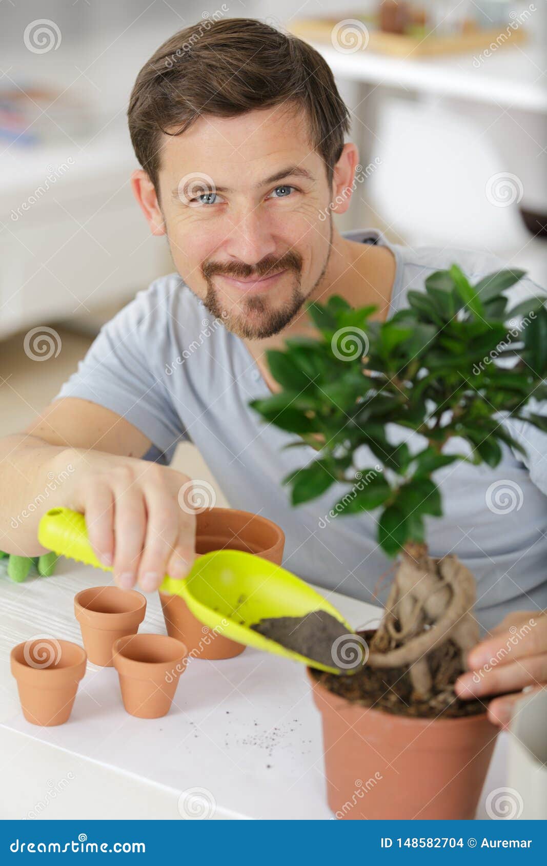 Hand Cutting Murraya Paniculata Dwarf As Bonsai Tree Stock Photo