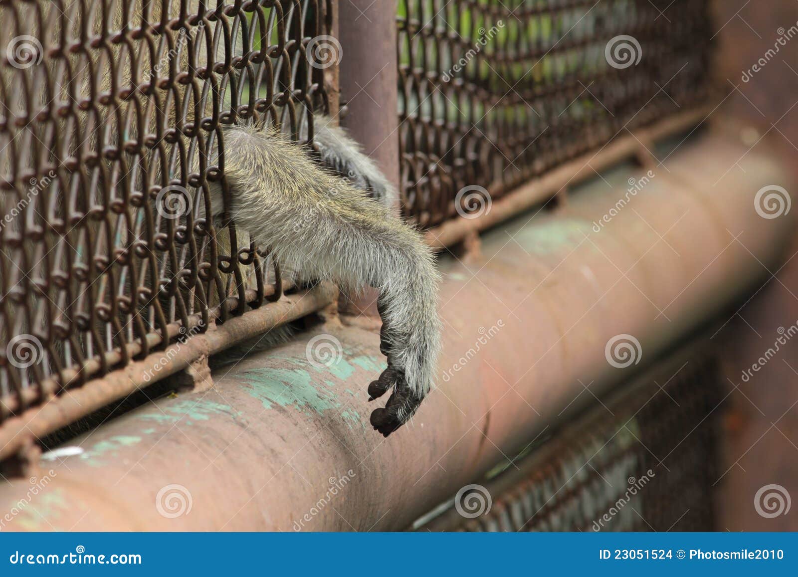 Hand des Fallhammers. Ein Fallhammer in einem Zoo setzte seine Hand außerhalb des Rahmens und bat um Freiheit.