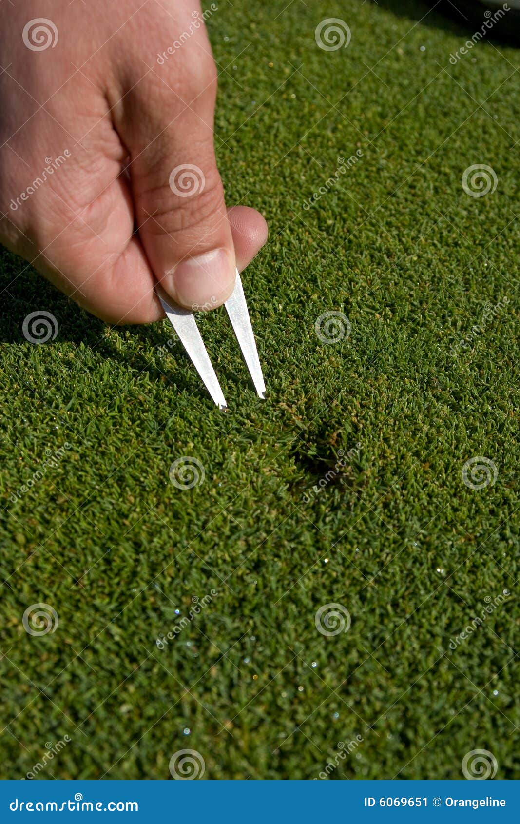 Hand des Mannes repariert Divot auf Golf-Grün - Vertikale. Hand des Mannes repariert Divot auf Golfgrün. Vertikal gestaltetes Foto.