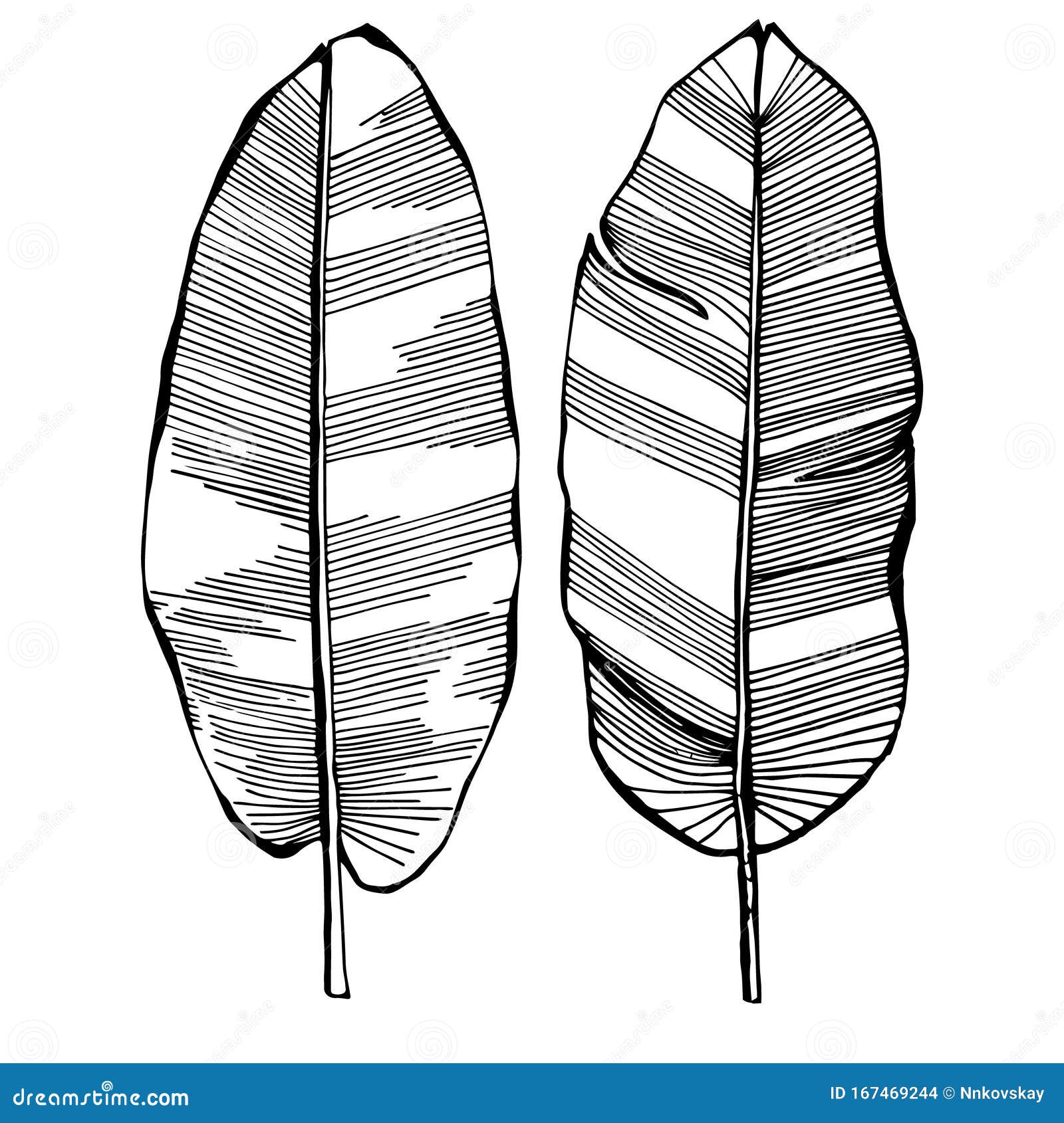 Banana Leaf Clipart Black And White : Banana Leaf – Download Vector ...