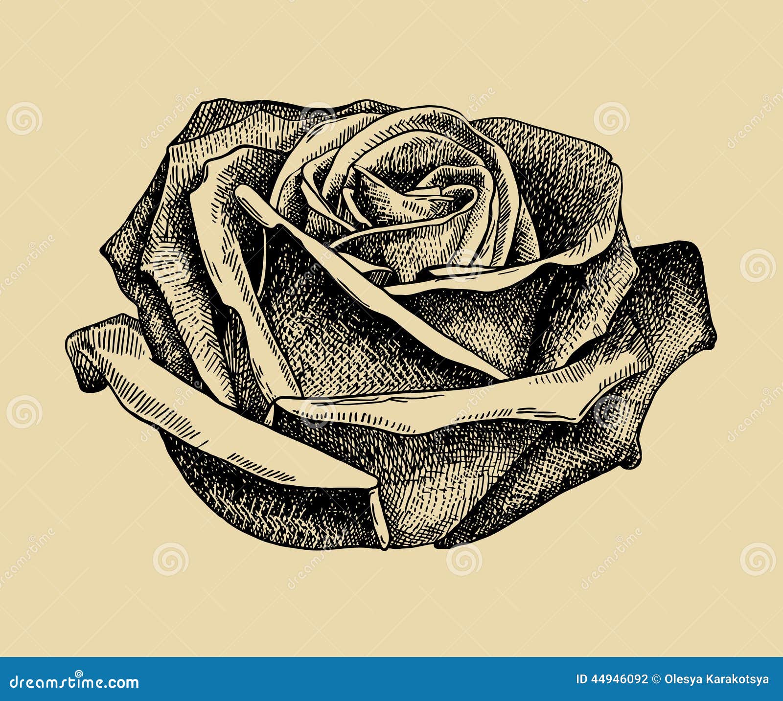 Rise art rose line drawing pencil sketch Vector Image