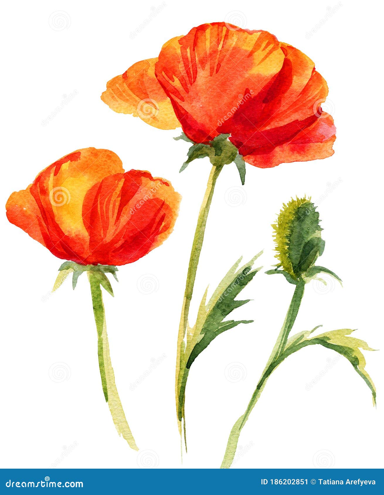 Hand Draw Watercolor Poppy Flowers Illustration Isolated. Painting for ...