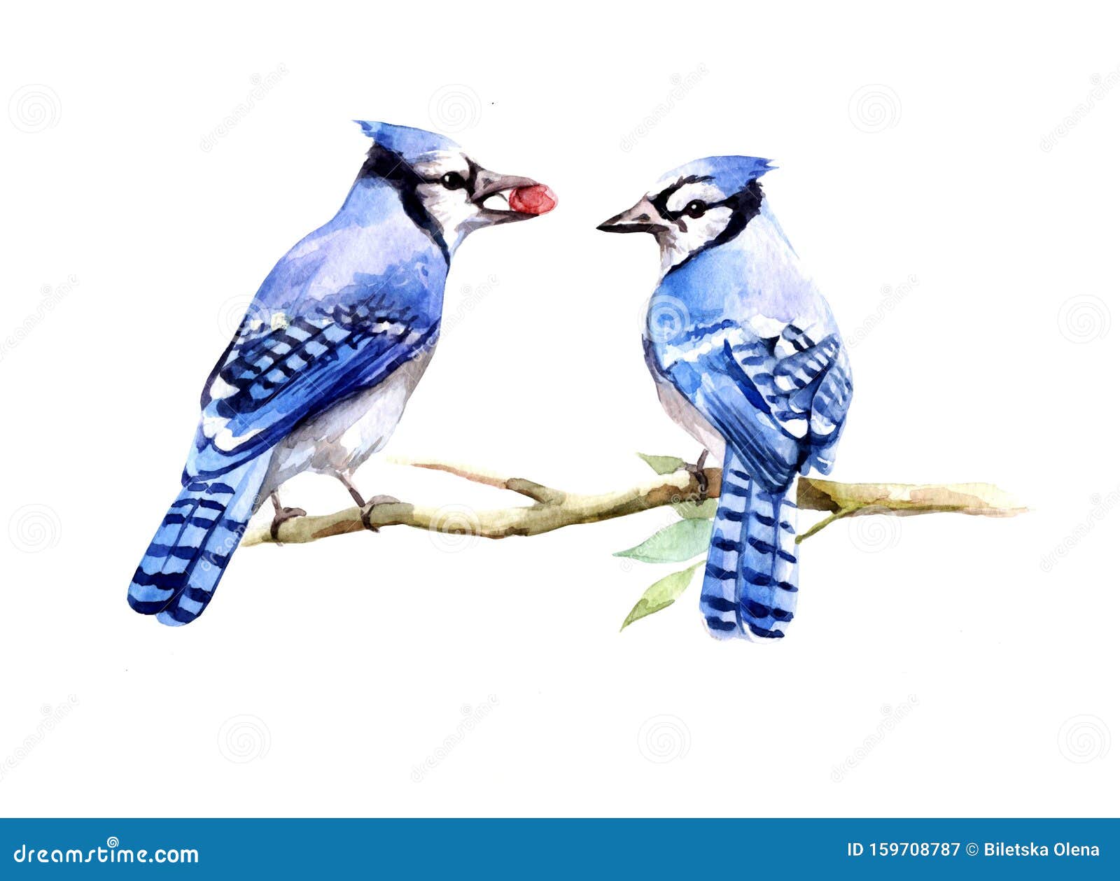 Watercolor Illustration With Two Blue Jays Birds Stock Illustration Illustration Of Birds White