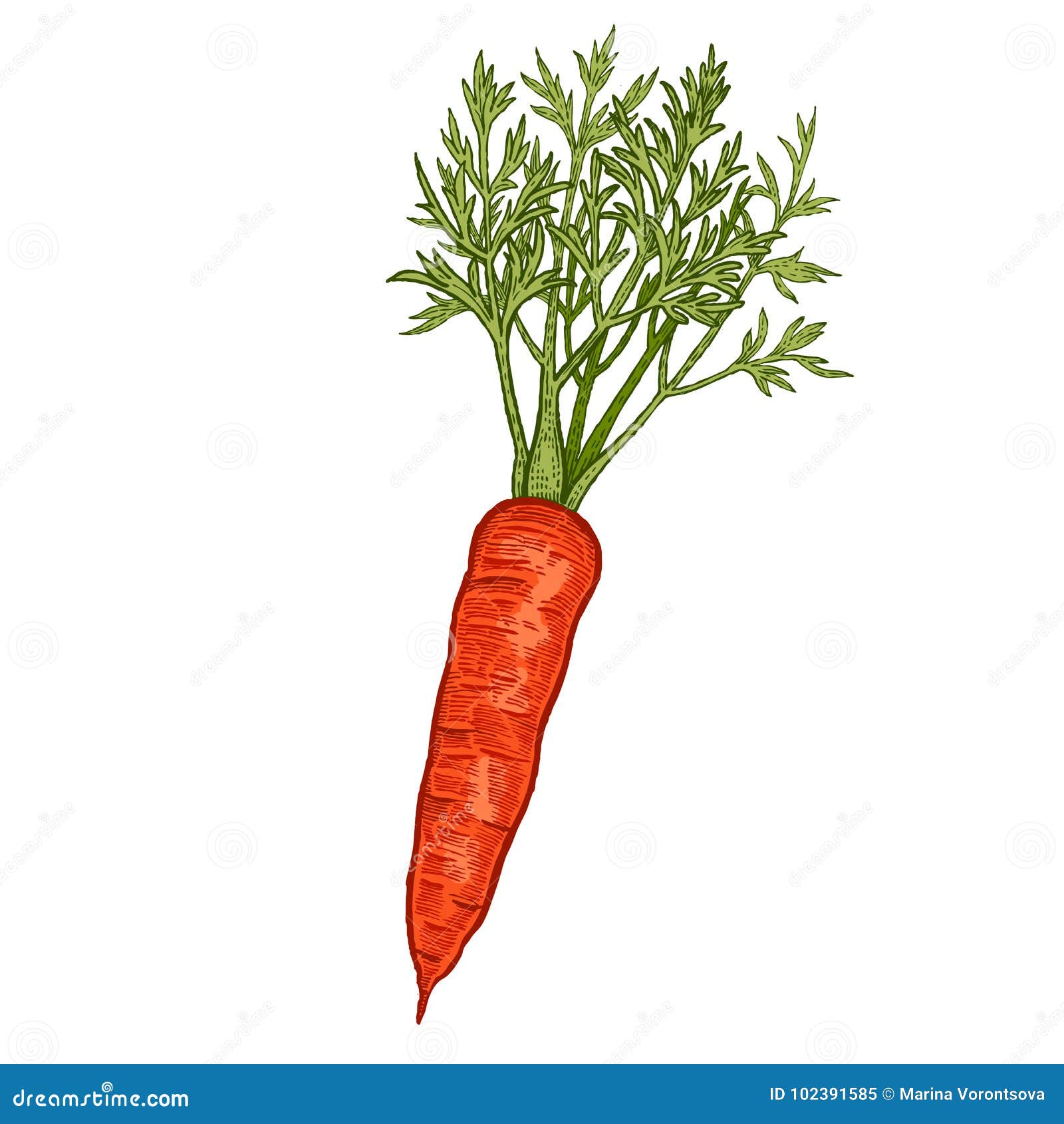 Realistic carrot icon isolated on white Royalty Free Vector