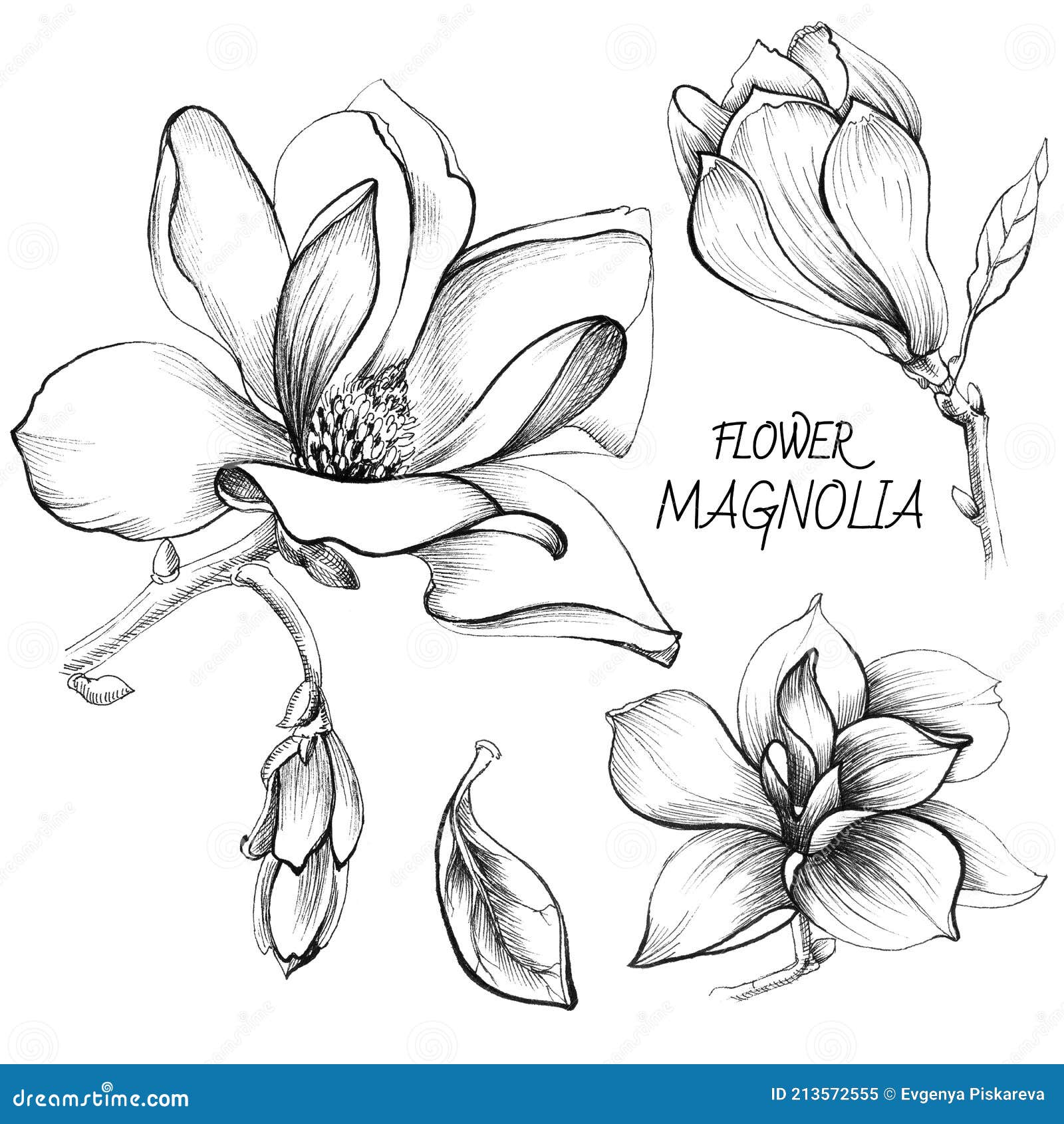 hand drawing grafic flowers magnolia