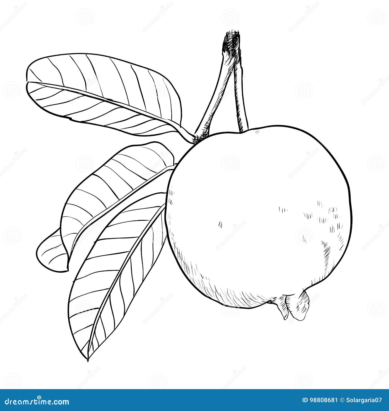 Featured image of post Guava Tree Drawing Easy Sorry for going off the deep end there