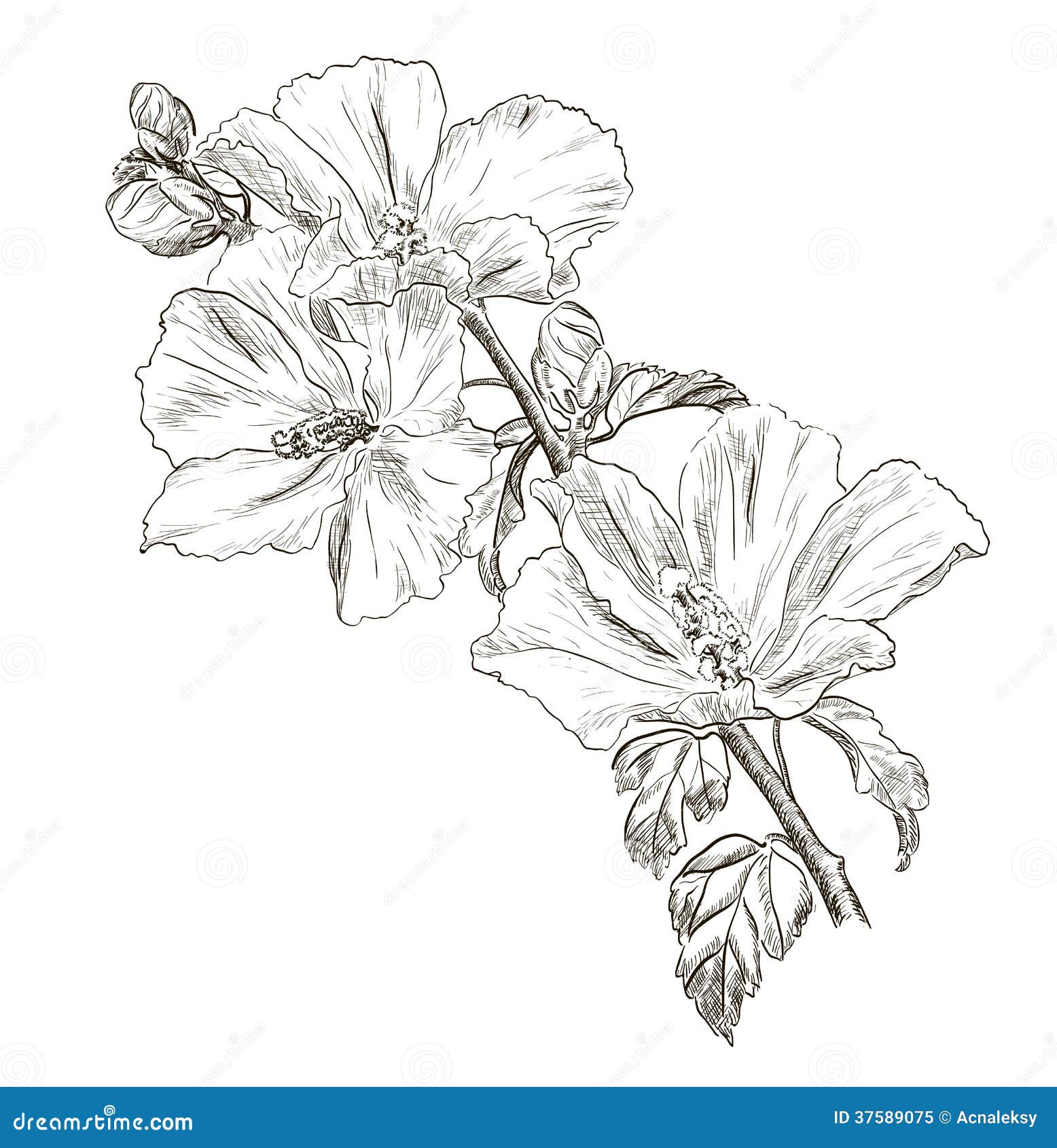 Hand Drawing Hibiscus Flower Royalty Free Stock Photo - Image: 37589075
