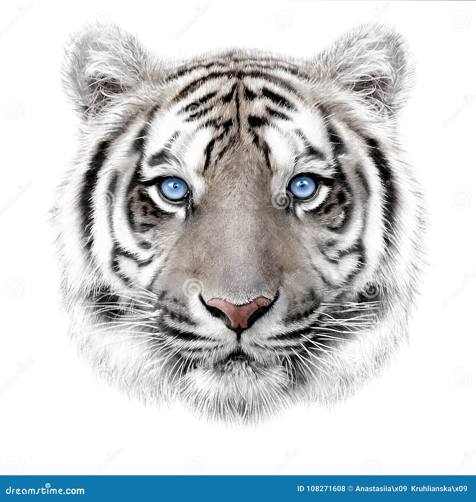 Stock Art Drawing of a White Bengal Tiger