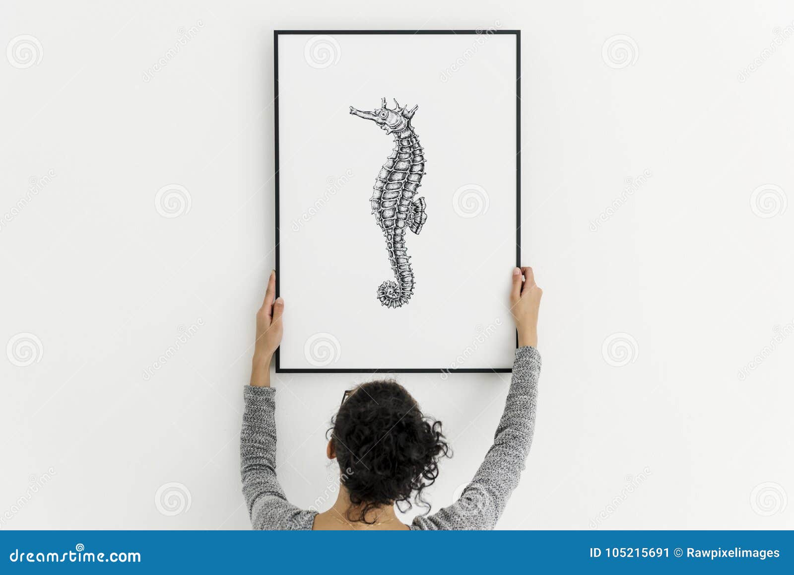 hand drawing seahorse photo hanging on the wall