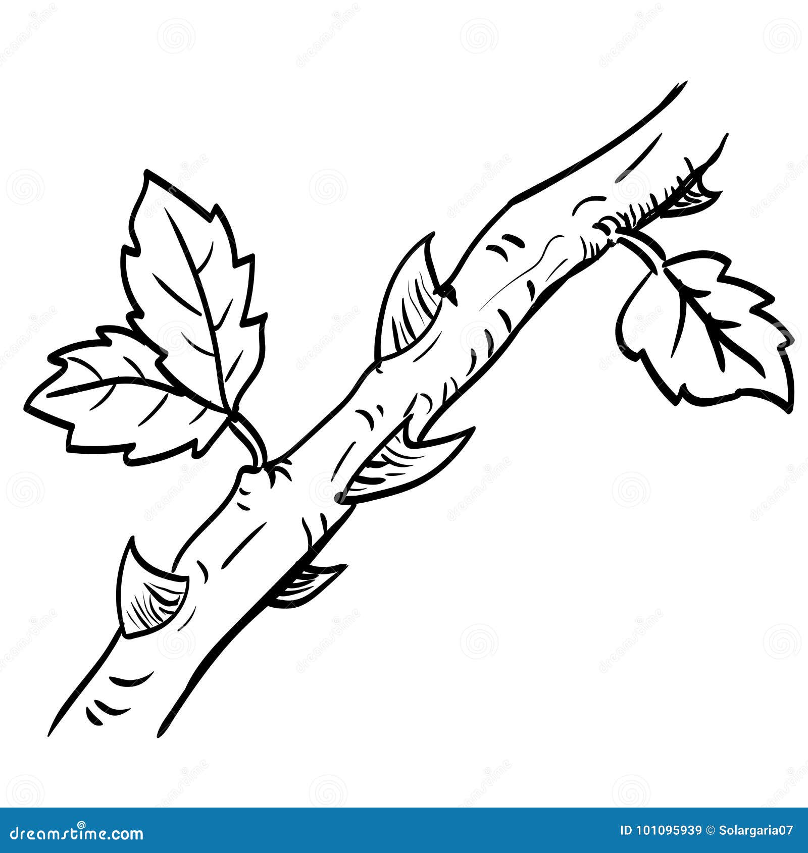 photo Thorn Branch Drawing https www dreamstime com hand drawing thorn black white simple line vector illustration coloring book drawn branch leaf image101095939