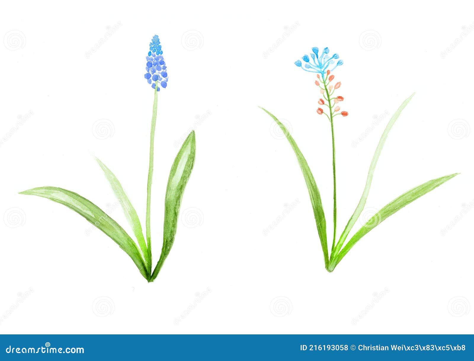 Hand Drawing of Grape Hyacinth Flowers Stock Illustration