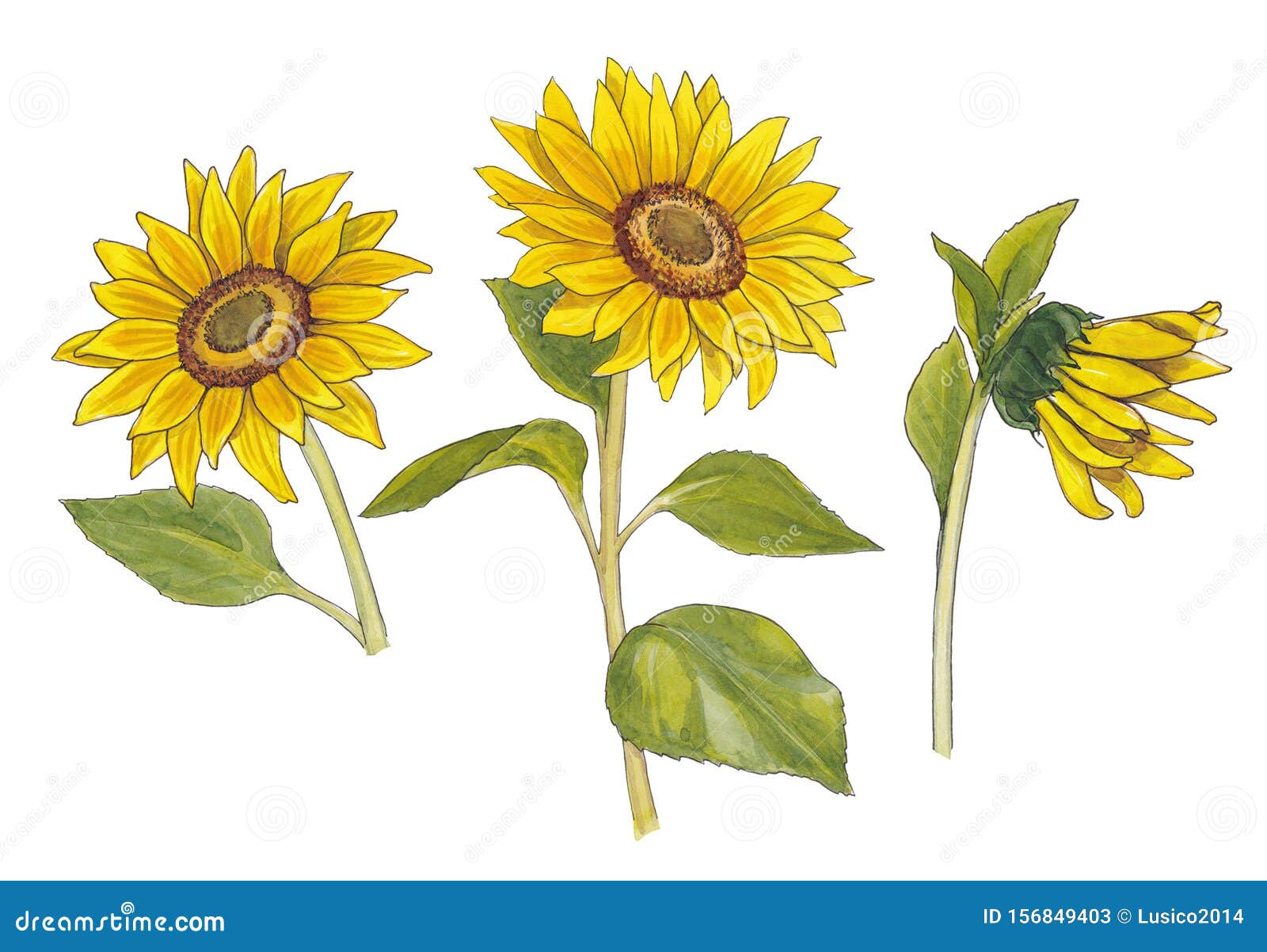 Watercolor Botanical Illustration Set of Sunflowers. Stock Illustration ...