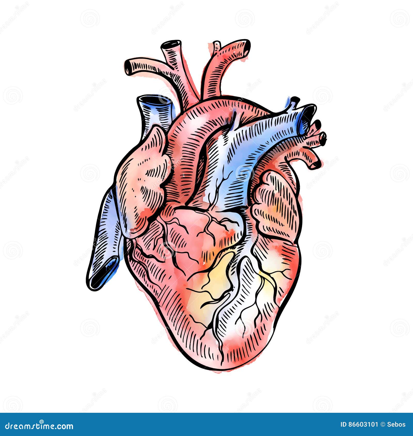 Anatomical Heart Drawing Illustration,Abstract Health Artwork,One Line  Medical Wall Art,Printable Digital Art,Abstract Canvas Wall Art,Boho Wall  Art,12''x18'' Framed Modern Canvas Wall Art : Amazon.co.uk: Home & Kitchen