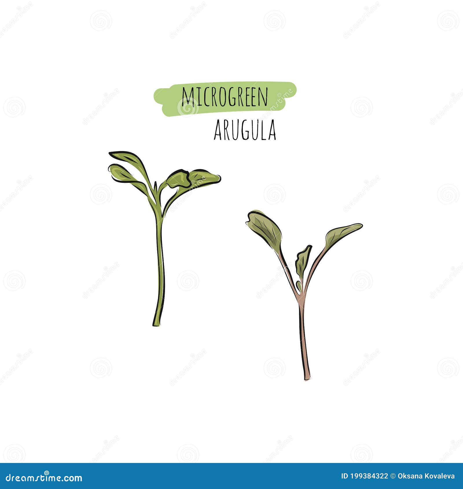 hand drawn arugula micro greens.   in sketch style  on white background