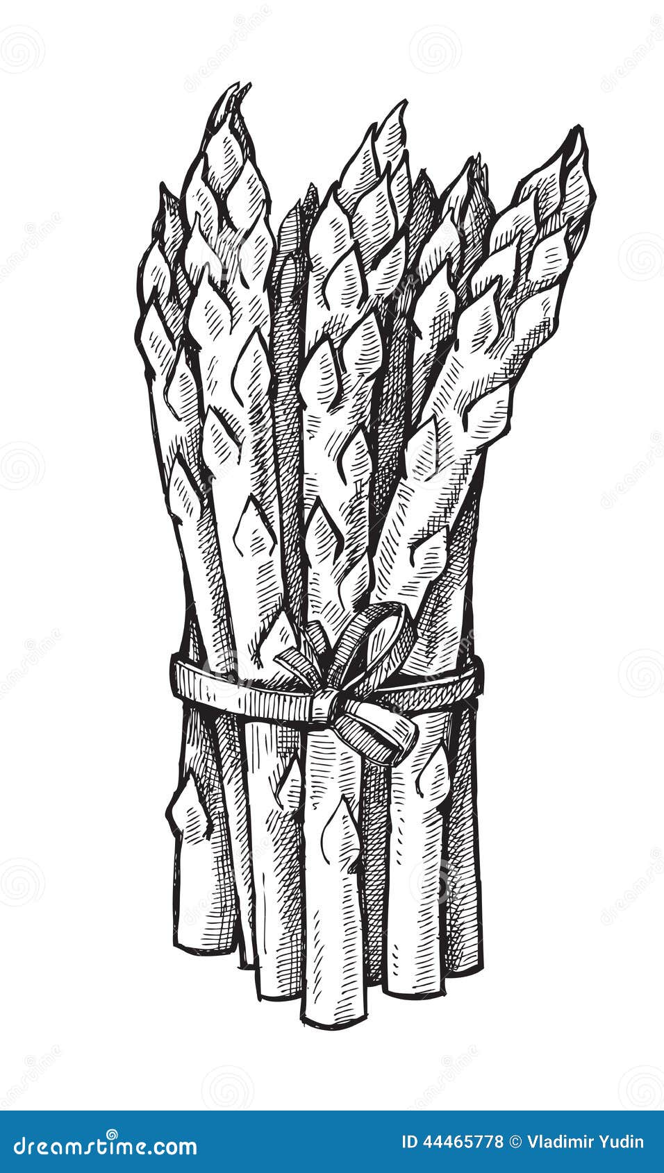 Hand drawn of asparagus stock vector. Illustration of vegetable 44465778