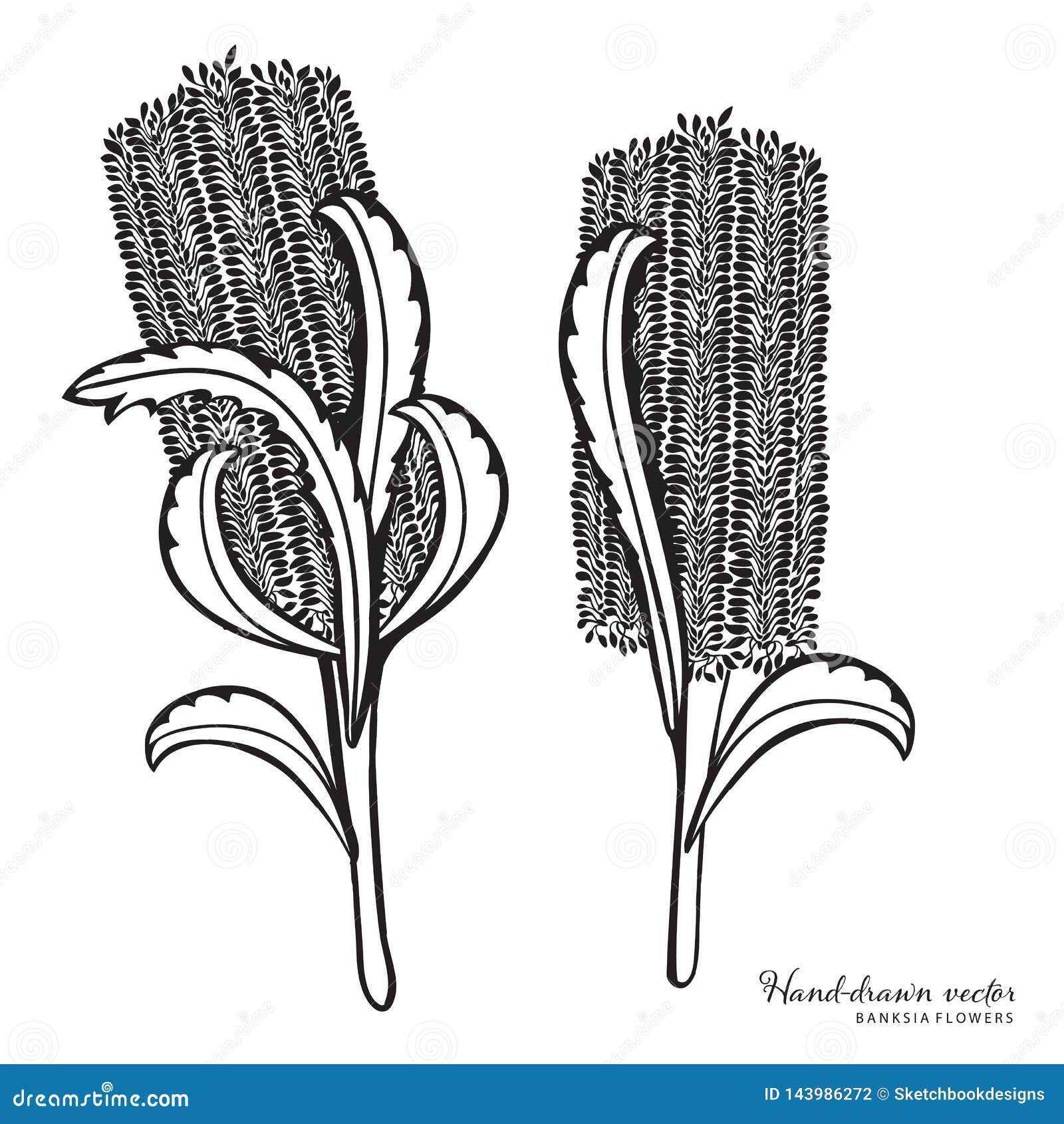 hand-drawn australian banksia  illustraiton