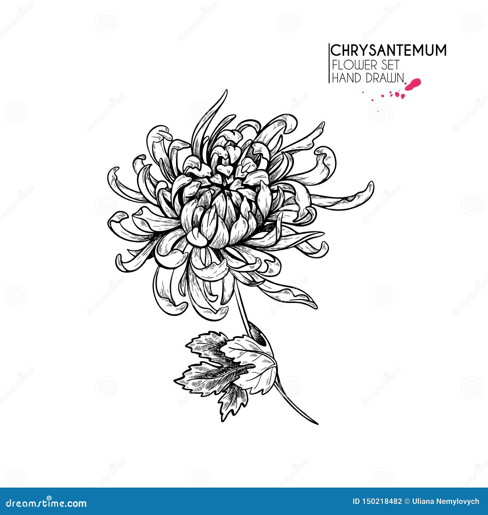 hand drawn autumn flowers. chrysantemum flower.vintage engraved art. botanical . good for flower shop