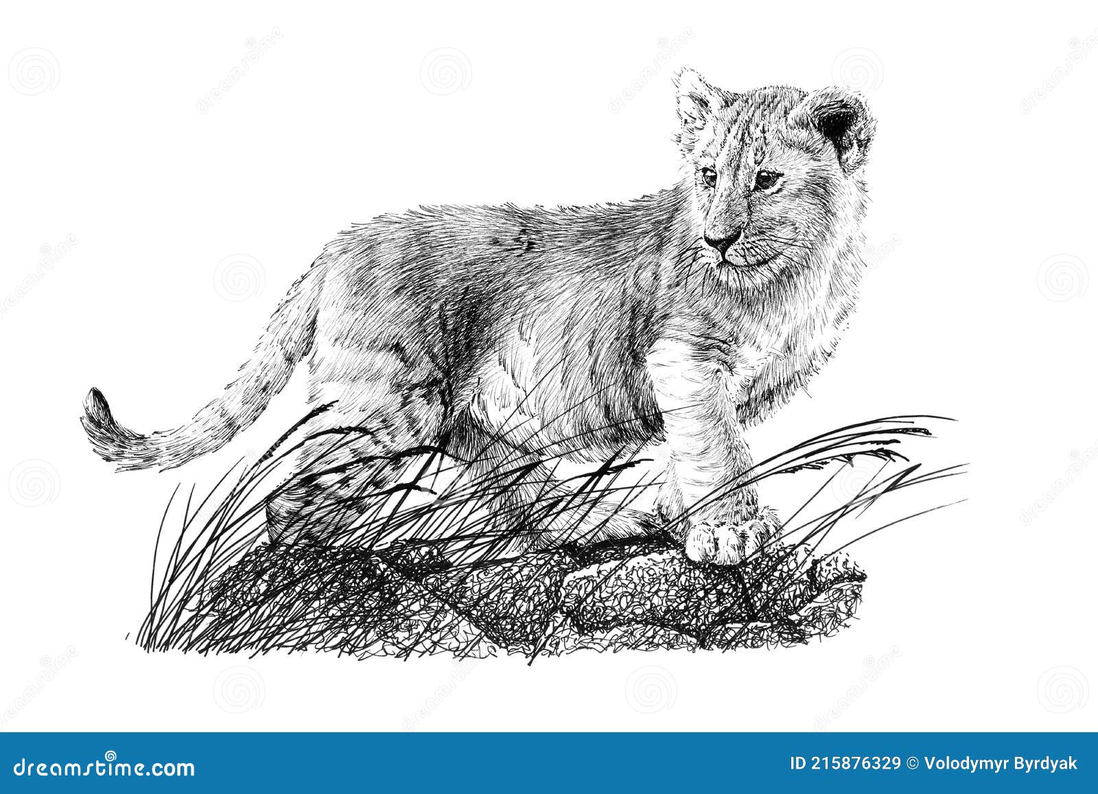 Lion cub face hand drawn sketch in doodle style Vector Image