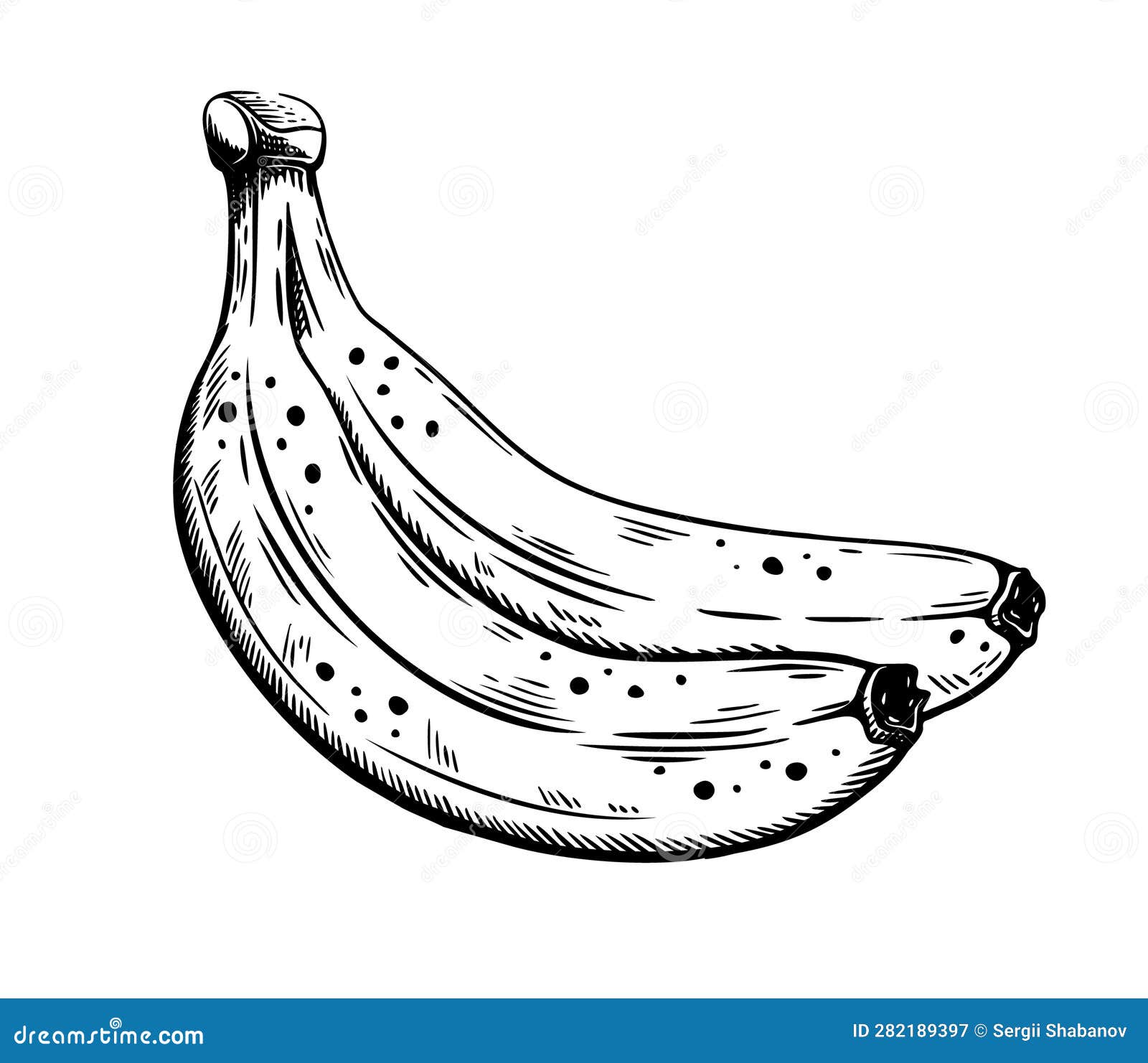 Hand drawn bananas sketch stock vector. Illustration of vintage - 282189397